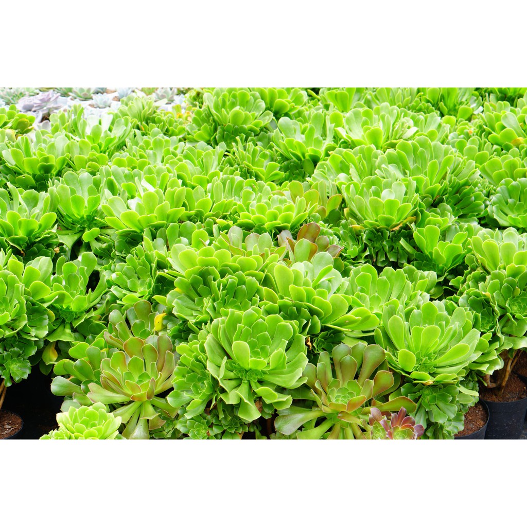 Sen đá Aeonium Xanh Gốc thụ 20cm -  Dễ trồng, khỏe -  thuần khí hậu Đà Lạt