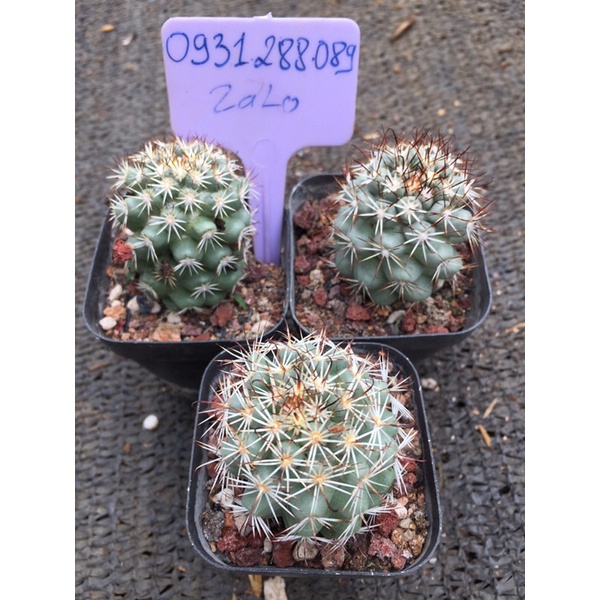 Cây xương rồng mami escosbaria hoa hồng_🌵hàng sẵn