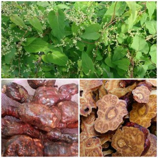 Combo 5 Cây giống hà thủ ô đỏ