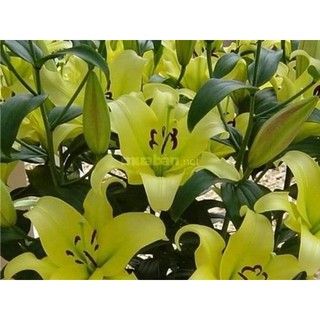Combo 5 Củ Ly Kép Màu vàng (Củ Ly Giống)