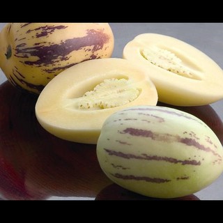 25 hạt hạt giống dưa pepino