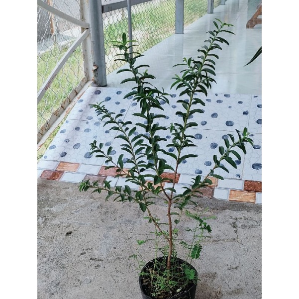 Cây ổi nhật trồng làm kiểng, ăn trái 80k