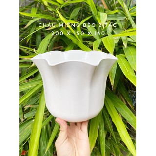 Chậu miệng bèo