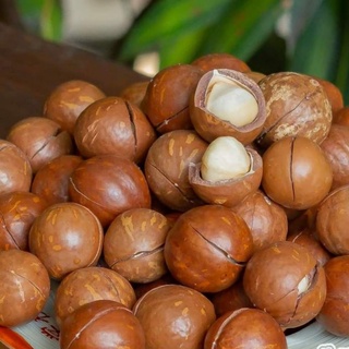 HẠT MACA LÂM ĐỒNG