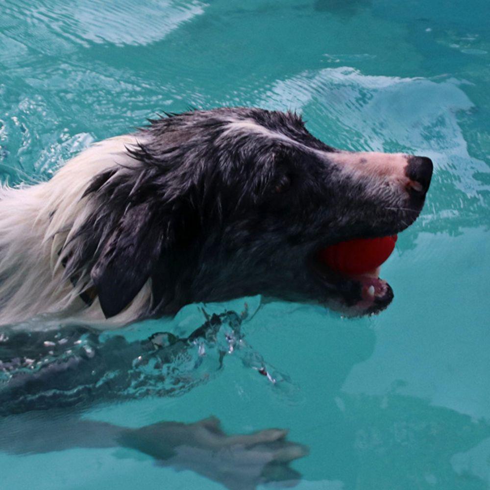 AUGUSTINA Đồ Chơi Ném Bóng Vui Nhộn Cho Thú Cưng