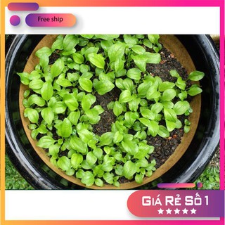 0.2gr Hạt giống Rau Mã Đề