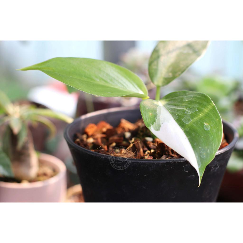 Philodendron White Knight / Kỵ Sĩ Trắng