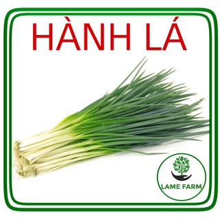 Hạt giống hành lá cao sản chịu nhiệt dễ trồng năng suất cao Lame farm HLN01