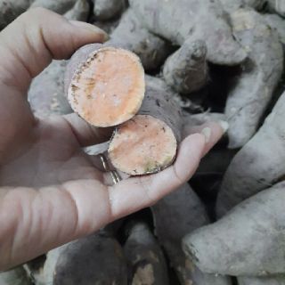 Combo 5kg khoai lang mật Tà Nung