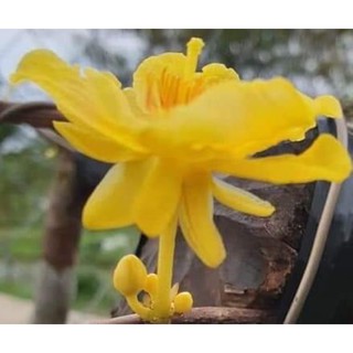 Mai lá ngọc cành vàng (cánh đài nhị hoa và lá non có màu vàng Anh)