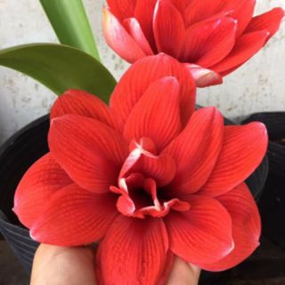 Củ lan huệ kép double dragon