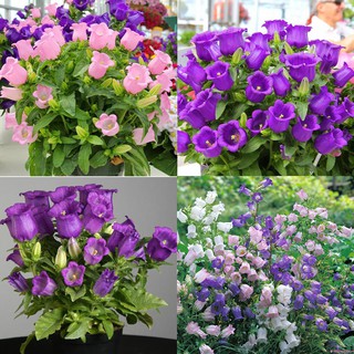 100h - hạt giống hoa chuông đơn mix