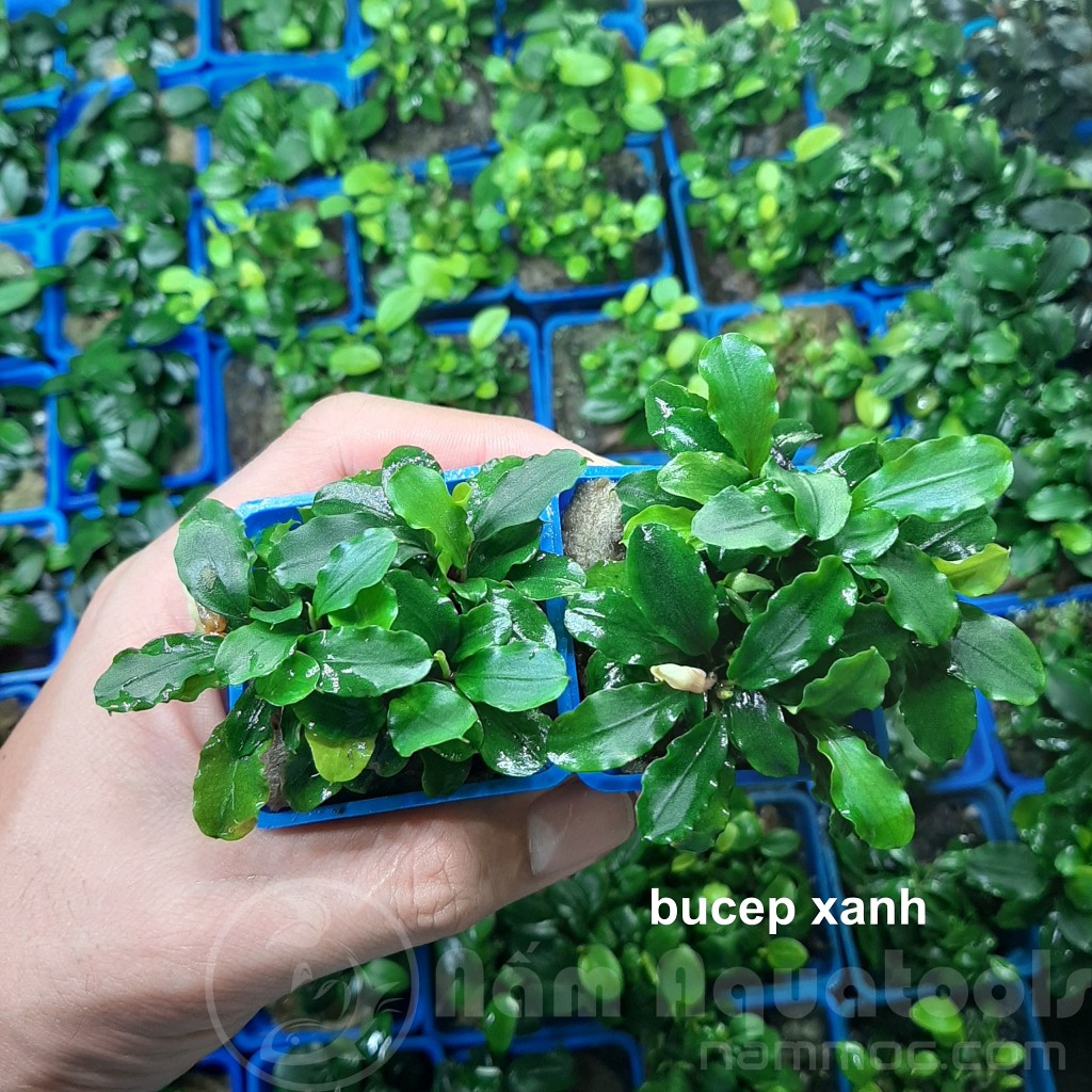 Cây Bucep - Cây thuỷ sinh đẹp, ưa chuộng nhất hiện nay