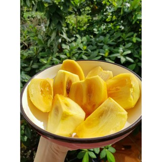 HỒNG GIÒN ĐÀ LẠT