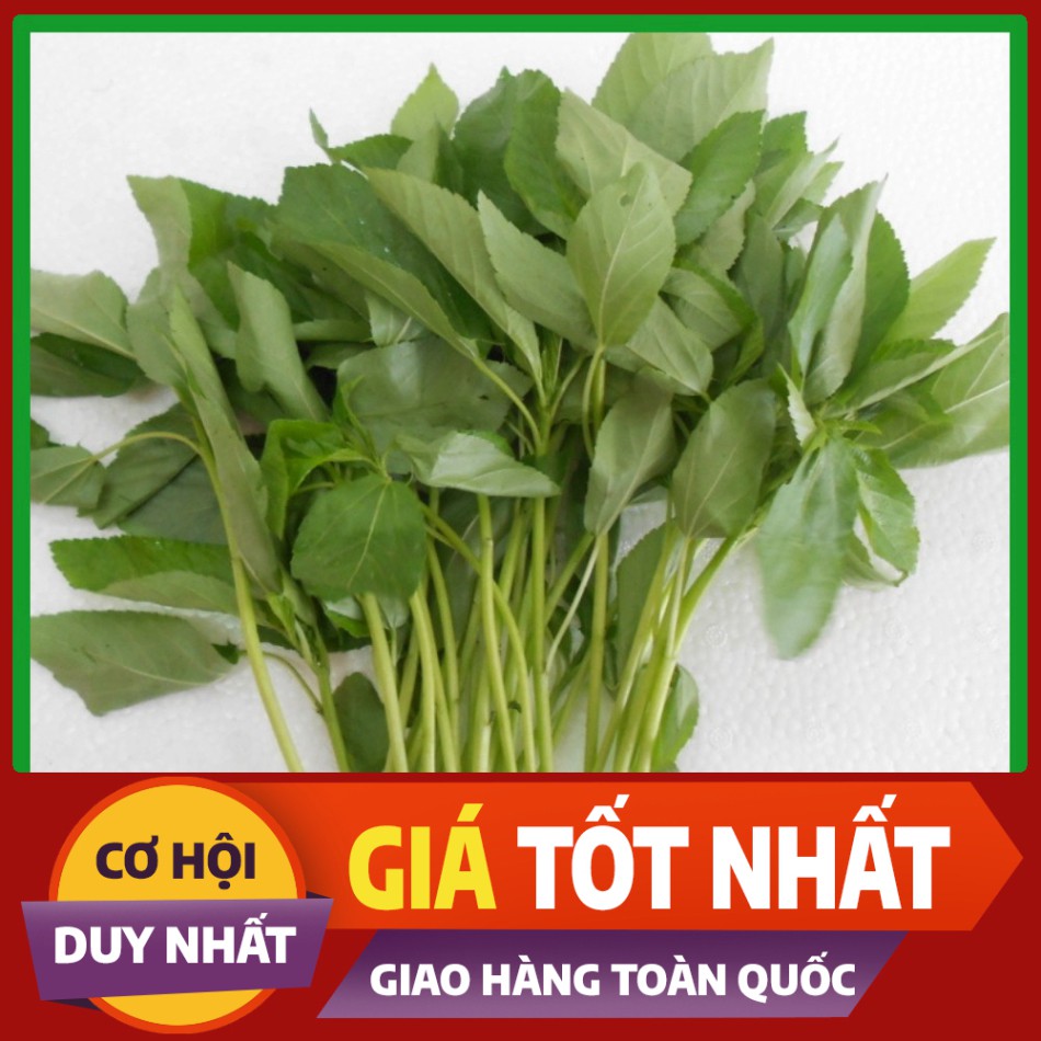 Hạt giống rau Đay Trắng