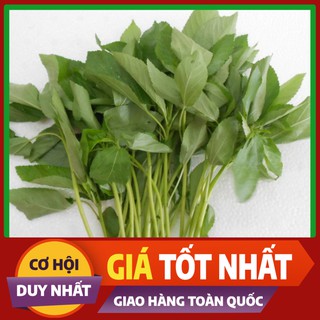 Hạt giống rau Đay Trắng