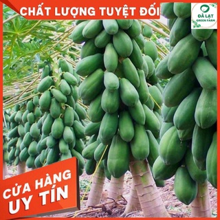 Hạt Giống ĐU ĐỦ RUỘT ĐỎ- 10 HẠT (CHÂT LƯỢNG CHUẨN FARM)