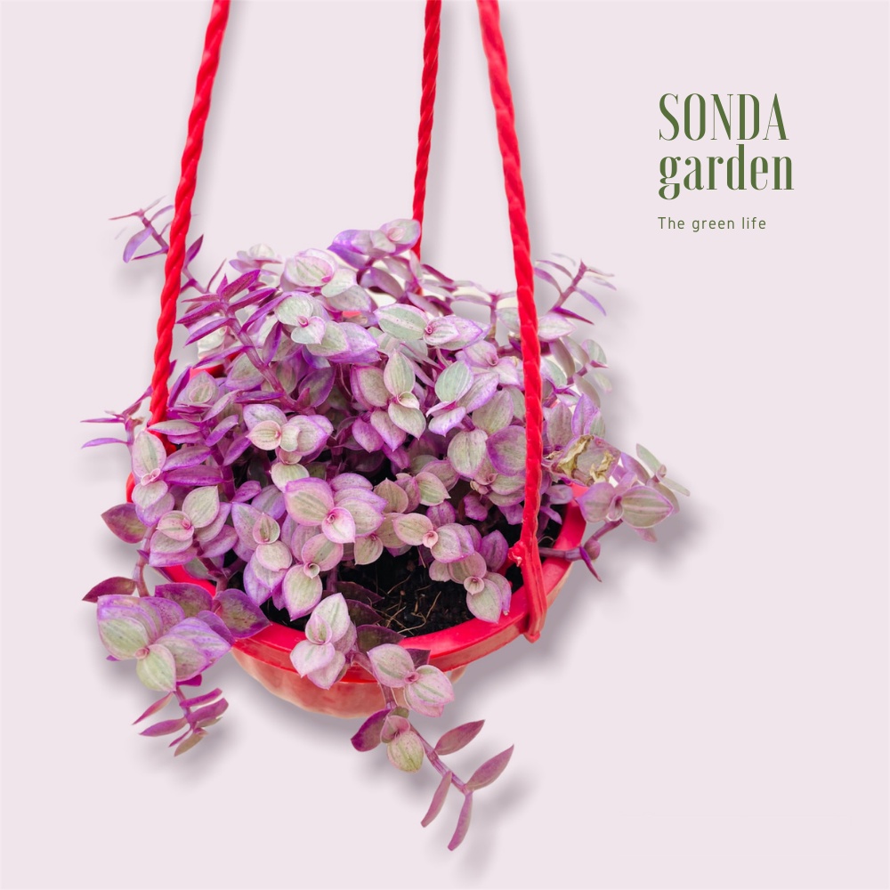 Cỏ pink SONDA GARDEN trồng chậu treo đường kính 9cm, cây cảnh trang trí nhà cửa, lỗi 1 đổi 1