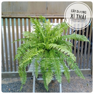 Cây dương xỉ treo tán rộng