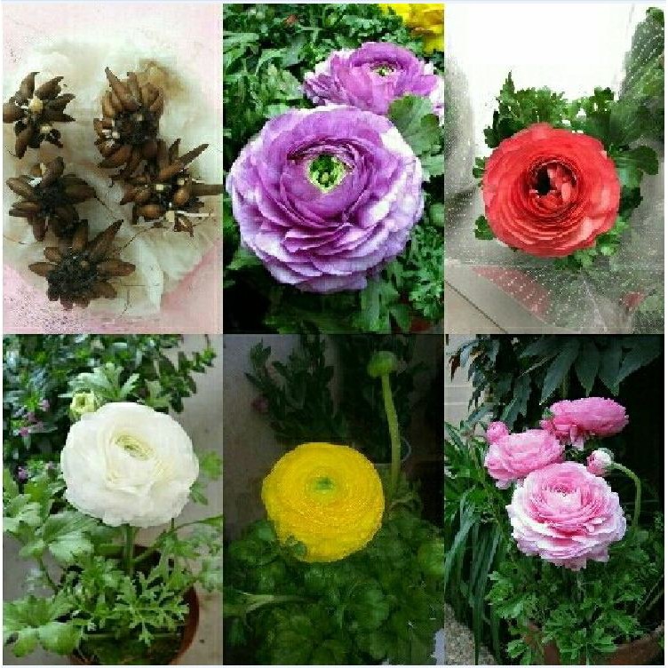 Combo 5 củ giống hoa mao lương mix màu - kèm 5 viên nén xơ dừa ươm củ