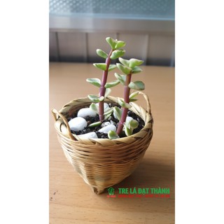 Cần xé mini, giỏ mini trang trí, chụp hình, đựng hạt