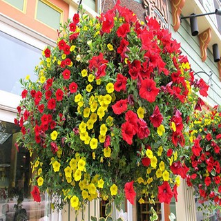 hạt giống hoa dạ yến thảo đơn mix