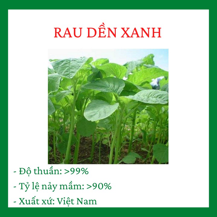 Rau Dền Xanh Cao Sản Loại F1 quy trình gieo trồng và chăm sóc cực kì đơn giản R025