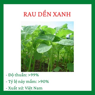 Rau Dền Xanh Cao Sản Loại F1 quy trình gieo trồng và chăm sóc cực kì đơn giản R025