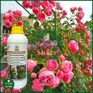 Dịch Chuối Đậm Đặc Thần Dược Cho Phong Lan