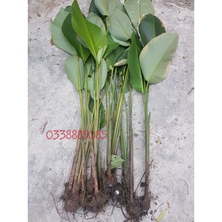 10 cây lá dong làm giống