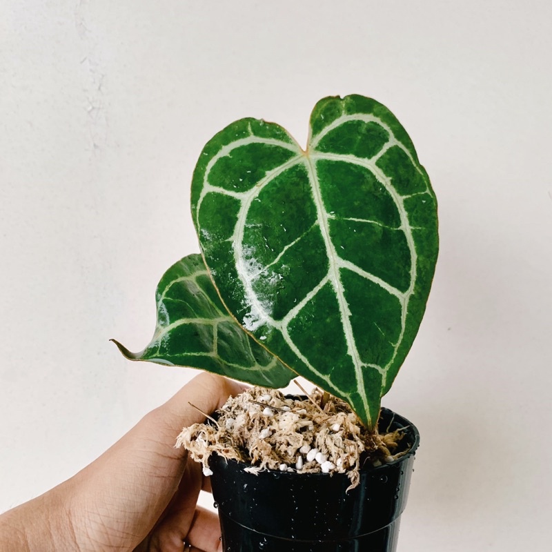 Anthurium Crystallinum size nhỏ