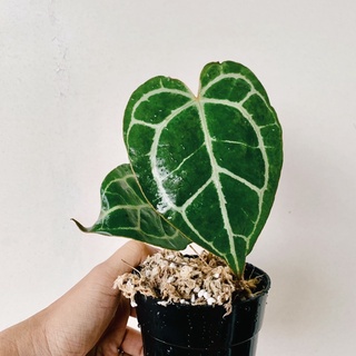 Anthurium Crystallinum size nhỏ