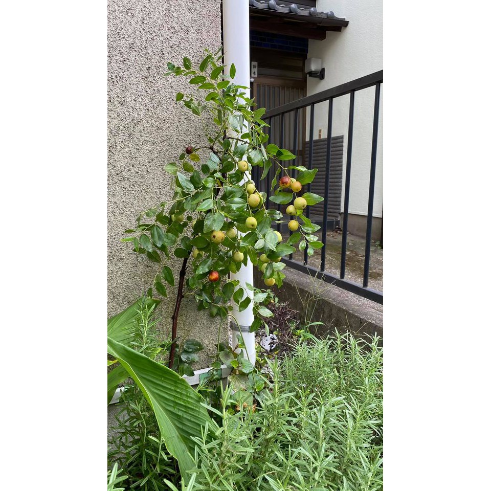 Cây giống hồng táo - táo tàu cây size nhỏ