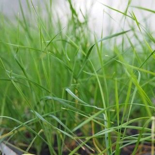 Hạt Giống Hẹ Lá gói 1 gam
