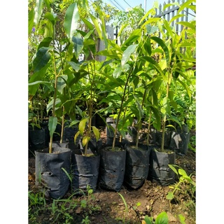 Combo 10 Cây trầm hương(Gió bầu) chuẩn giống cao 45cm khỏe nguyên bầu