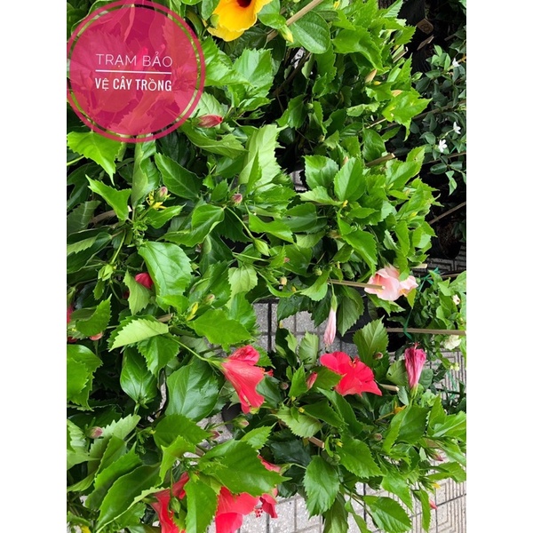 Cây hoa Dâm Bụt Thái cao tầm 40cm nhiều màu