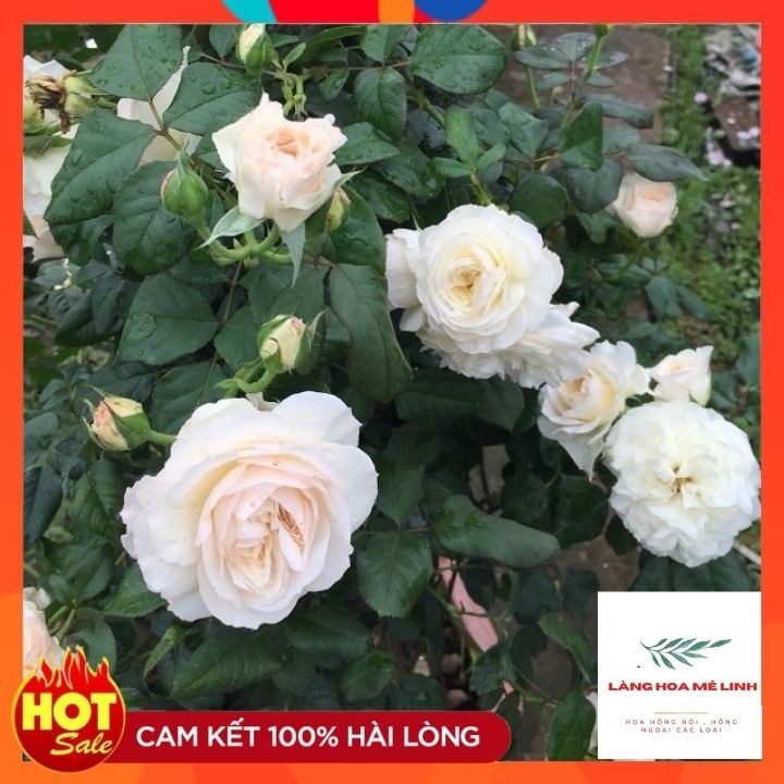 Hoa hồng ngoại Keira Mang vẻ đẹp tựa như một thiên thần đẹp tinh khôi, hoàn mỹ.