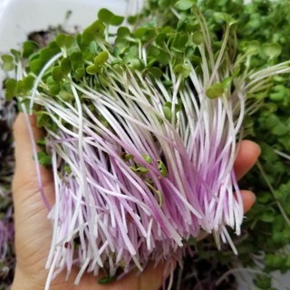 (SIÊU RẺ) [Gói 20g] Hạt giống Rau Mầm đỏ