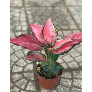 Cây Vạn Lộc Thái ( hình thiệc )