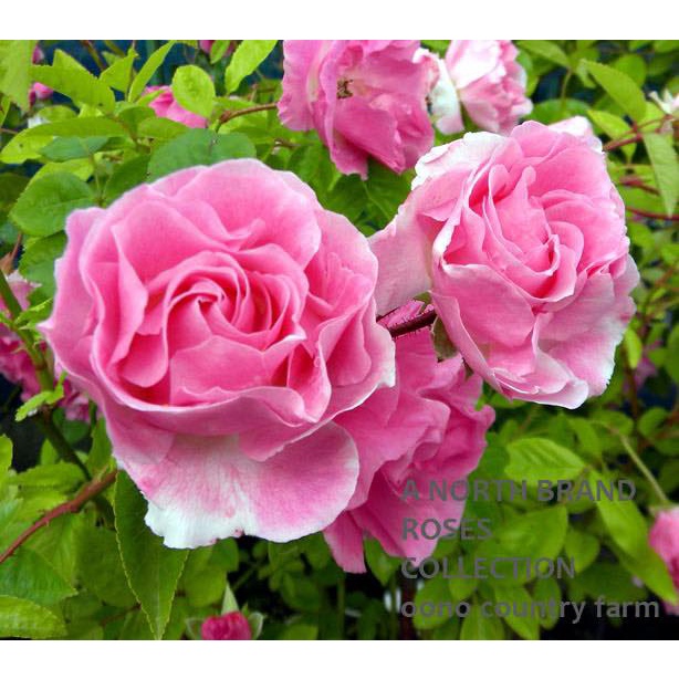Hoa hồng Summer snow rose – Loài hồng bụi siêu hoa- Vườn Hoa Melinhrose