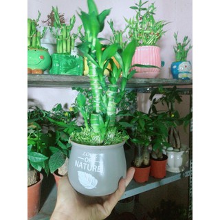 Chậu cây trúc phát tài 3 cây