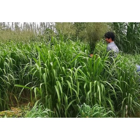 Hạt giống cỏ xả lá lớn Mobasa Ghine gói 1kg - Cỏ chăn nuôi trâu, bò, cá, dê cừu, thỏ,...