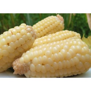 Hạt giống bắp nếp nù 100gr,500gram,1kg