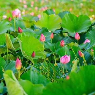 Hạt giống hoa sen ta - sen lớn 1k/hat
