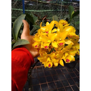 Hoa Lan Cattleya Tú Cầu Vàng