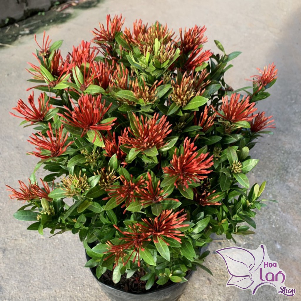 Cây mẫu đơn đỏ cao 30cm, cây dễ trồng và chăm sóc, ra hoa rực rỡ quanh năm thích hợp trồng ngoại thất