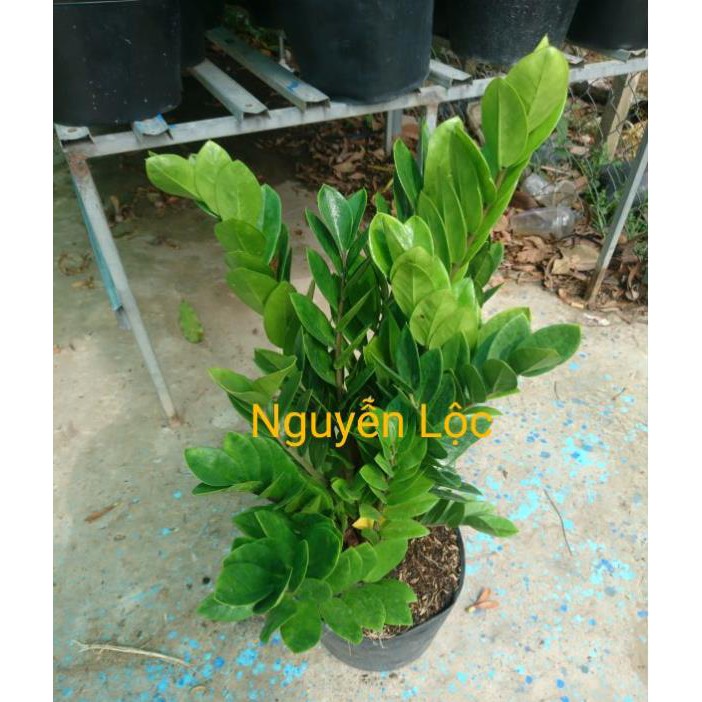 Cây kim tiền  + Tặng  phân hữu cơ cao cấp