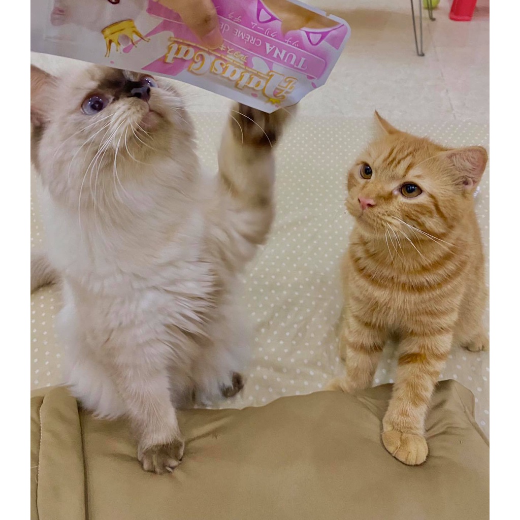 [Gói 16g] Sốt Kem Thưởng AATAS CAT Cho Mèo Nhiều Hương Vị Bổ Dưỡng
