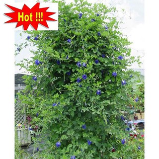 20 Hạt giống Hoa Đậu Biếc (Dễ trồng)