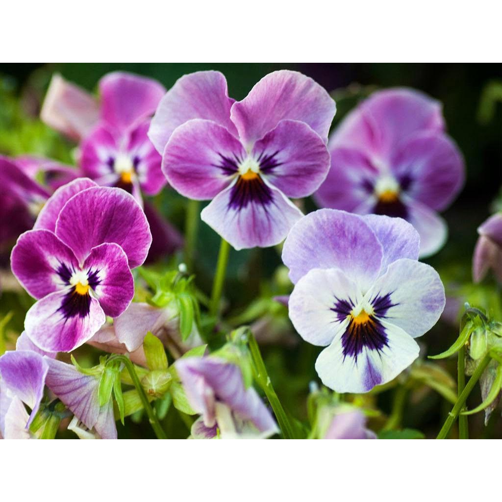 20h Hạt Giống Hoa Păng Xê Pansy Bông Đại Mix DEAL 1K